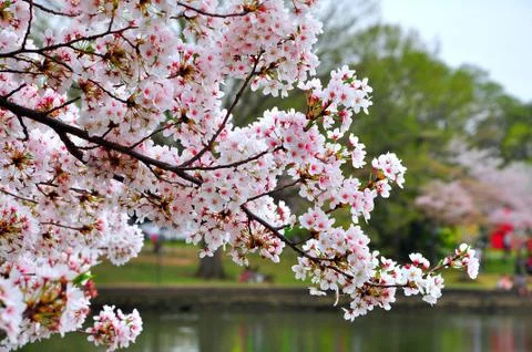 Cherry blossom Stock Photos