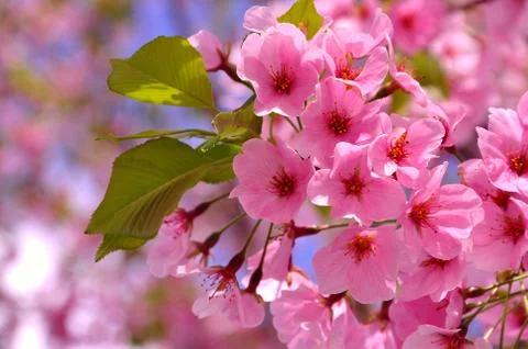 Cherry blossom Stock Photos