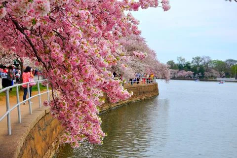 Cherry blossom Stock Photos