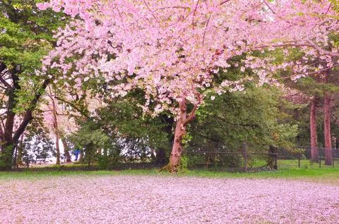 Cherry blossom Stock Photos