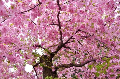 Cherry blossom Stock Photos