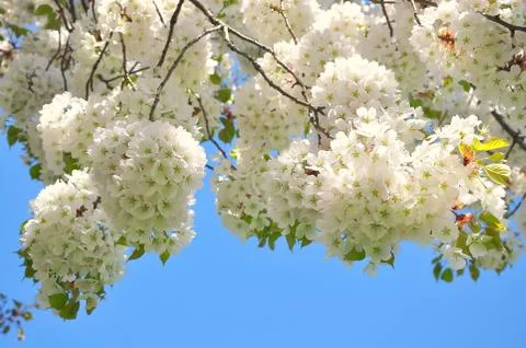 Cherry blossom Stock Photos