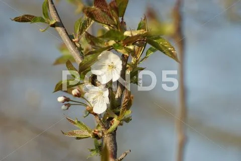 Cherry blossom Stock Photos