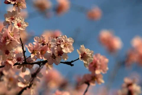 Cherry blossom Stock Photos