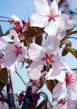 Cherry blossom Stock Photos
