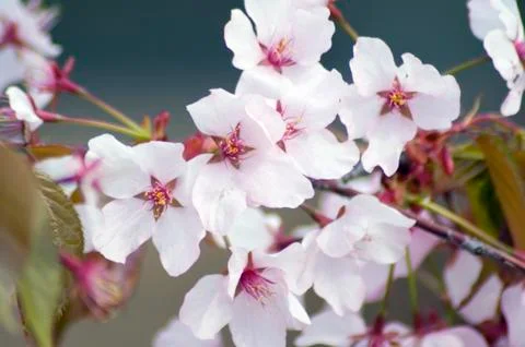 Cherry blossom Stock Photos