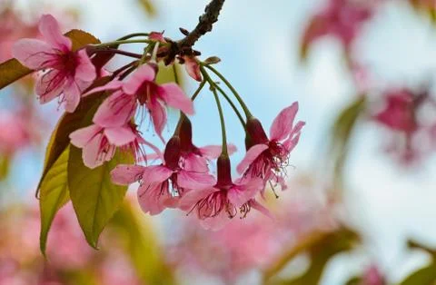 Cherry blossom Foto stock
