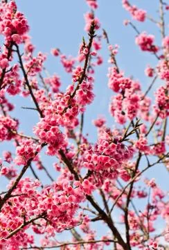 Cherry blossom Stock Photos