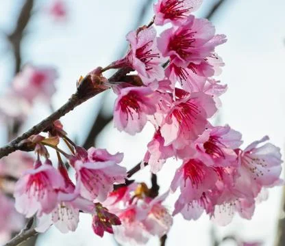 Cherry blossom Stock Photos