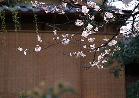 Cherry Blossom Stock Photos
