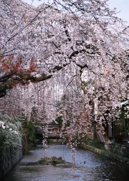 Cherry Blossom Stock Photos