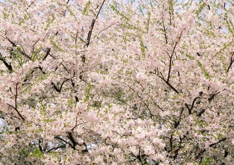Cherry Blossom Stock Photos
