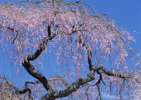 Cherry Blossom Stock Photos