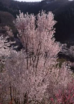 Cherry Blossom Stock Photos