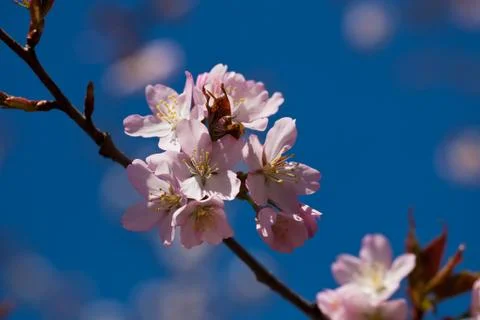 Cherry blossom Stock Photos
