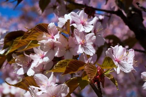 Cherry blossom Stock Photos