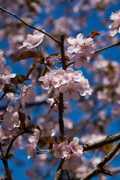 Cherry blossom Stock Photos