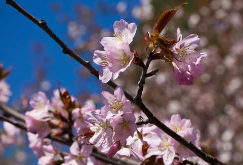 Cherry blossom Stock Photos