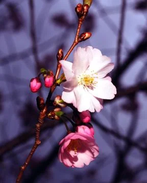 Cherry Blossom Stock Photos