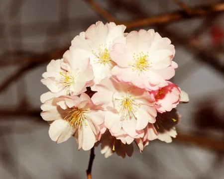 Cherry Blossom Stock Photos