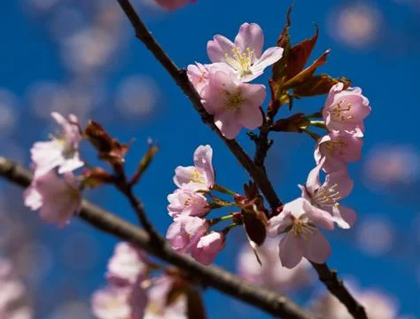 Cherry blossom Stock Photos