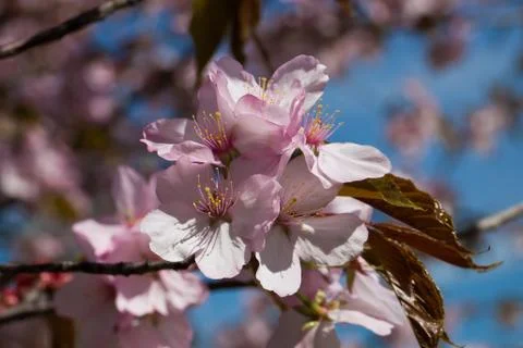 Cherry blossom Foto stock