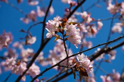 Cherry blossom Stock Photos