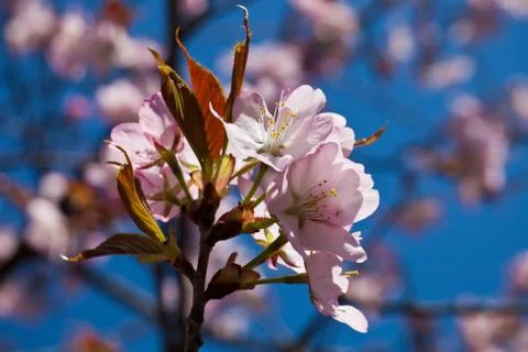 Cherry blossom Stock Photos
