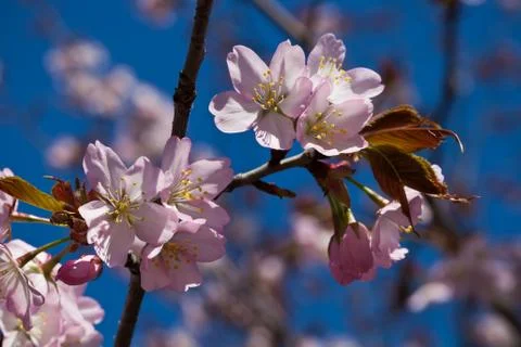 Cherry blossom Stock Photos
