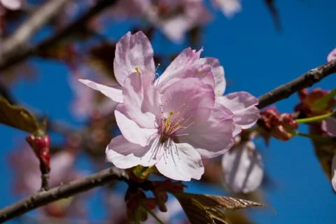 Cherry blossom Stock Photos