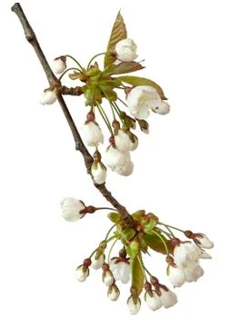 Cherry blossom Stock Photos
