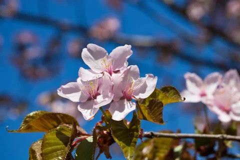 Cherry blossom Foto stock