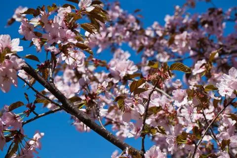 Cherry blossom Stock Photos