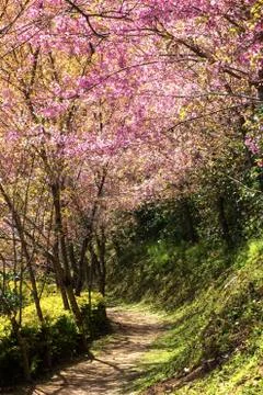 Cherry blossom Stock Photos