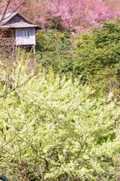 Cherry blossom Stock Photos