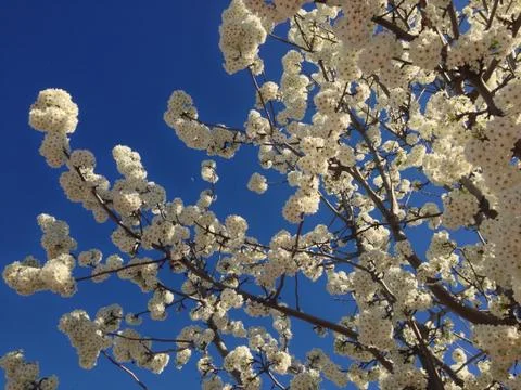 Cherry Blossom Stock Photos