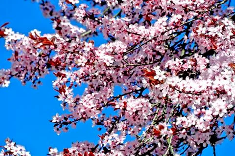 Cherry blossom Stock Photos