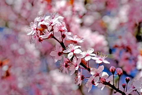 Cherry blossom Stock Photos
