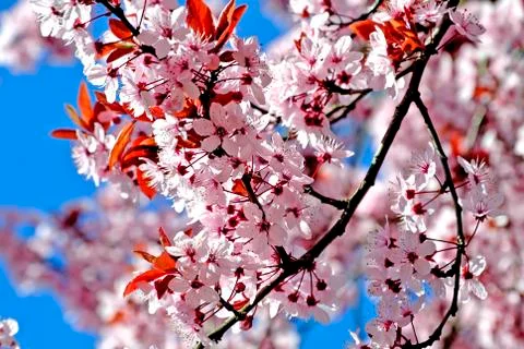 Cherry blossom Stock Photos