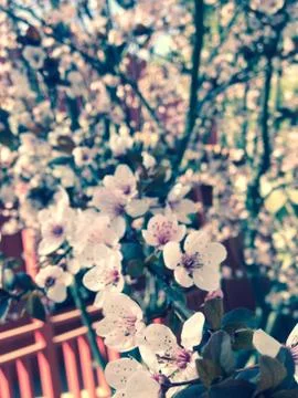 Cherry Blossom Stock Photos