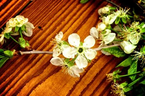 Cherry-Blossom Stock Photos
