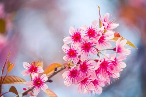 Cherry blossom Stock Photos