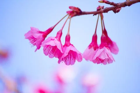 Cherry blossom Stock Photos