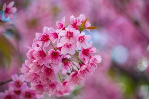 Cherry Blossom Stock Photos