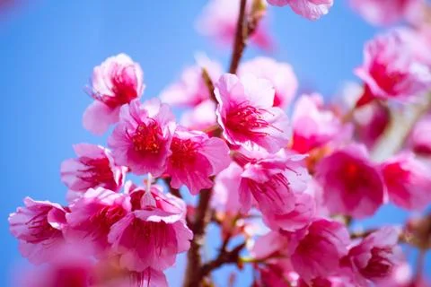 Cherry blossom Stock Photos