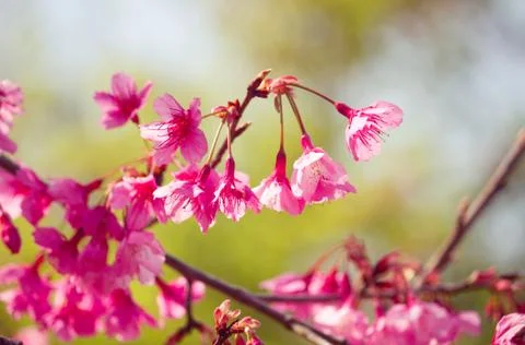 Cherry blossom Stock Photos