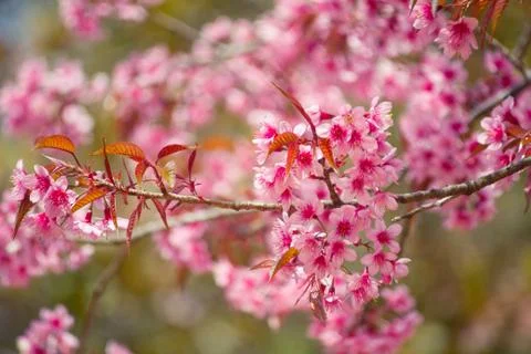 Cherry blossom Stock Photos
