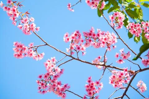 Cherry Blossom Stock Photos