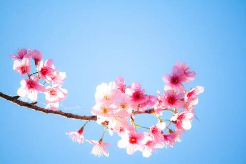 Cherry Blossom Stock Photos
