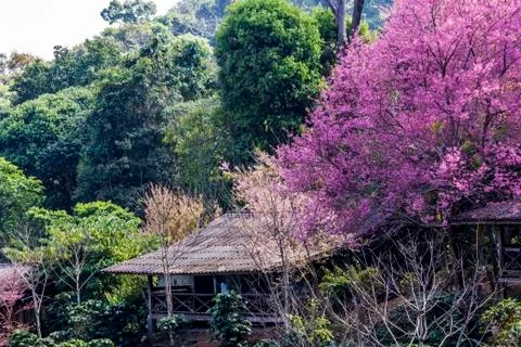 Cherry blossom Stock Photos
